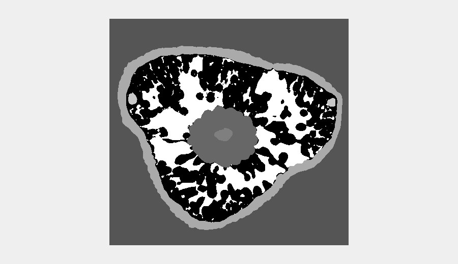 Grayscale segmentation mask of the same larch needle slice, one gray value per tissue class