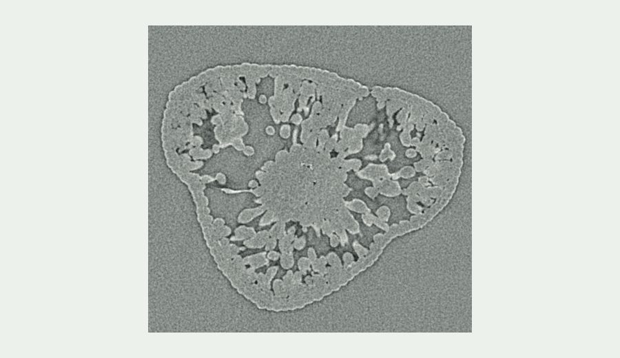 Representative CT slice of a western larch (Larix occidentalis) needle cross-section